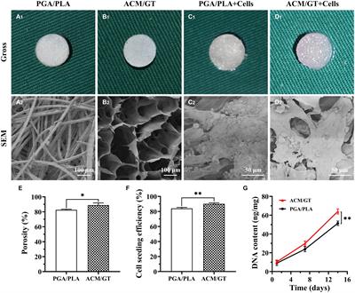 Immune-Inflammatory Responses of an Acellular Cartilage Matrix Biomimetic Scaffold in a Xenotransplantation Goat Model for Cartilage Tissue Engineering